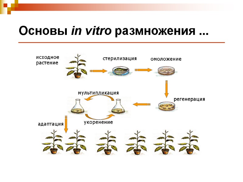 Основы in vitro размножения ...